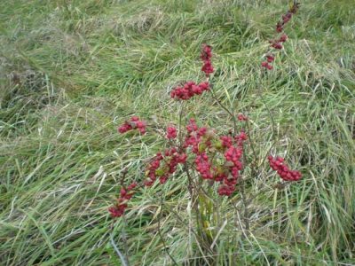 Highland Cattle Like November Grass Image